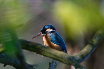 The common kingfisher (Alcedo atthis)