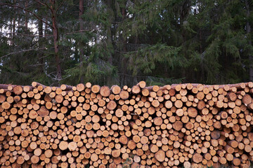 Fototapeta premium Deforestation. Wooden logs of pine woods in the forest. Wooden background from the sections trunk of trees.