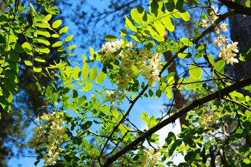 Bright colorful clusters of white flowers with green small leaves blossoming on an acacia tree. Natural nature, beautiful trees and flowers that are in the forest.
