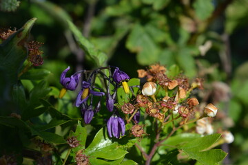 Purple flowers of Woody nightshade, also known as Solanum dulcamara, in a hedgerow in early summer, Dorset, UK
