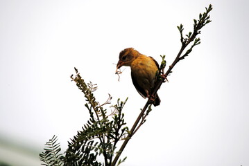 baya wever bird with the catch in the mouth