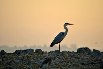 great blue heron ardea cinerea