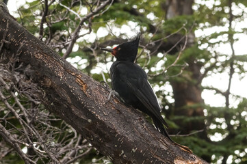 Magellanic Woodpecker in Patagonian forest environment, Los Glaciares National Park, Santa Cruz, Argentina