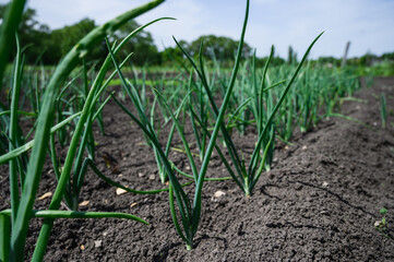Young onions in the garden. Kitchen garden in the village.