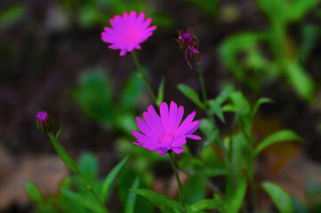 Fototapeta premium flower