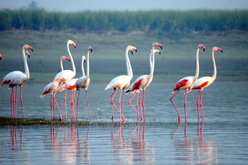 flamingos in the water