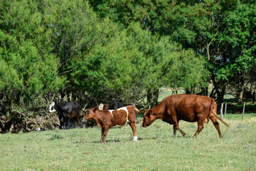 Fototapeta premium Cattle in Argentine countryside, Buenos Aires Province, Argentina.