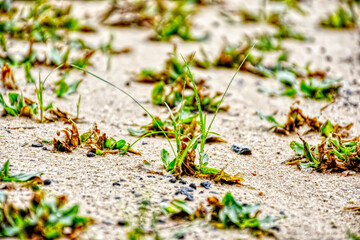 selected focus, Grass growth on sandy soil.
