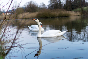 Paar von Schwänen schwimmen gemeinsam im Wasser in einem See im Ort Neuhaus-Schierschnitz. Ein Schwan blickt nach links, der andere nach rechts. Thüringen, Deutschland.