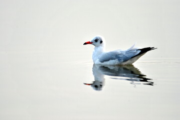 seagull on the beach