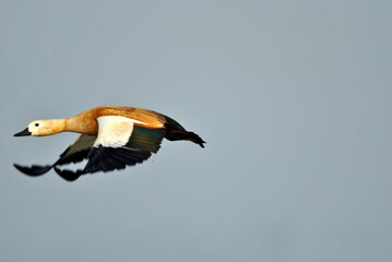rudyshell duck in flight.