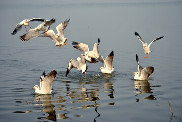 group of seagull fighting for fish in water 