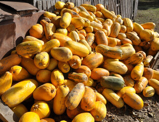 In the pile are collected squash and pumpkins