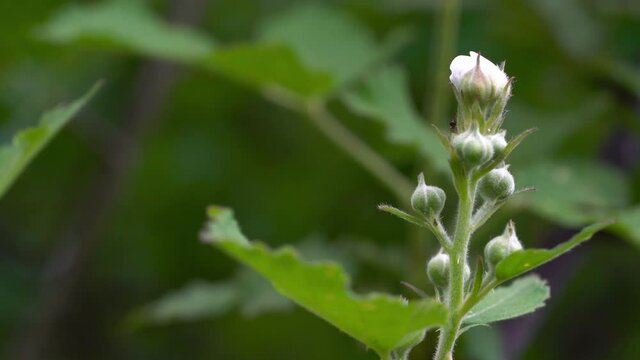 Wild Blackberry beginning flowering in natural environment - (4K)