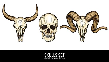 Human skull and animals skulls sketch tattoo set. Hand drawn vector illustration