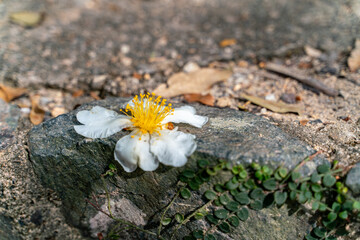 The beautiful sunny hiking road with flower in Sai Kung East Country Park in Hong Kong
