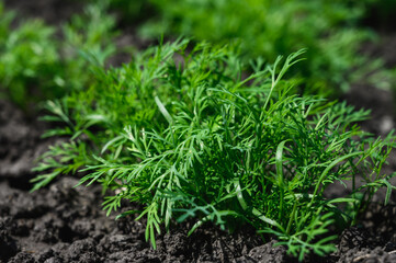 Young parsley in the garden. Kitchen garden in the village. 