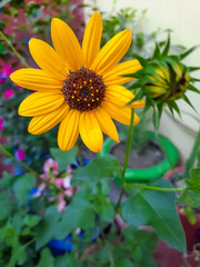 yellow sunflower in the garden