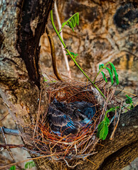 bird nest with eggs