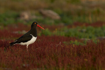 Magellanic Oystercatcher (Haematopus leucopodus) standing amongst summer grasses on Bleaker Island in the Falkland Islands.
