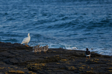 Pair of Kelp Geese (Chloephaga hybrida malvinarum) with their brood of goslings on the rocky coast of Bleaker Island in the Falkland Islands.