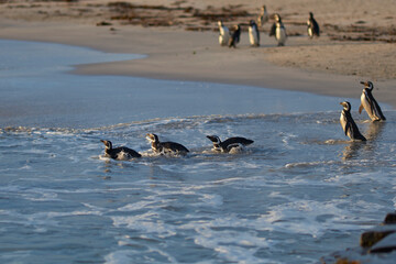 Magellanic penguins (Spheniscus magellanicus) going to sea from a sandy beach on Bleaker Island in...
