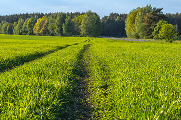 Daylight. field with green grass and blue sky. In proportion, the forest is visible. Trace of the car is trodden
