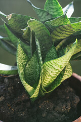 Hahnii Green plant 