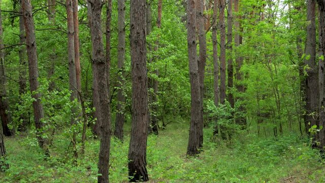 Tall pine trees in the forest. The camera moves from bottom to top.