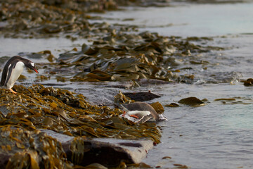 Gentoo Penguin (Pygoscelis papua) heading to sea early in the morning on a rocky kelp strewn beach on Bleaker Island in the Falkland Islands.