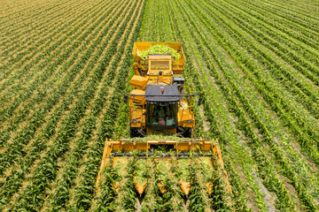 Corn picker harvesting a large filed of Sweet Corn cobs, Aerial image.