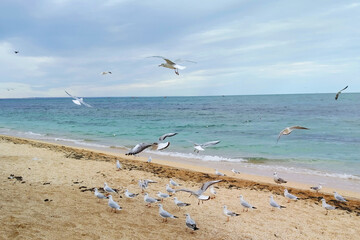 Море Осенний безлюдный пляж с чайками 