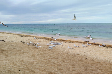 Море Осенний безлюдный пляж с чайками 