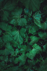 Moody photo of a wall of ivy leaves.