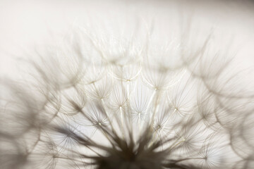 Black and white sepia macro of  seed head
