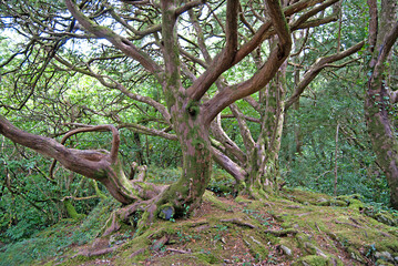 An old tree in Killarney National Park, Ireland