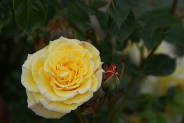 blossom-flower-plant-leaf-bud