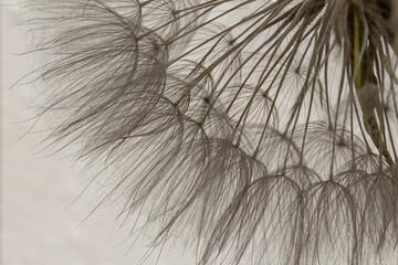 Black and white sepia macro of  seed head
