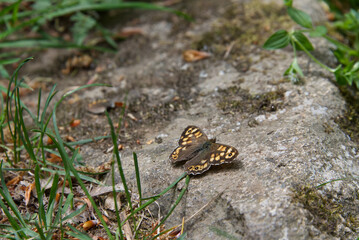 Butterfly with brown colored wings landed on a stone surface