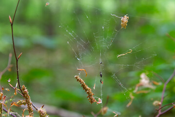 Spider web and a spider waiting to catch its prey