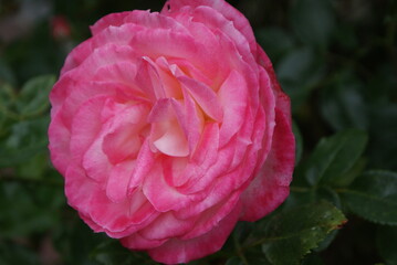 blossom-flower-plant-leaf-bud