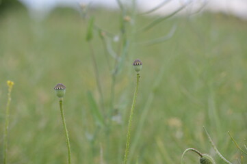 blossom-flower-plant-leaf-bud