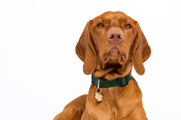 Cute hungarian vizsla dog headshot front view studio portrait. Dog wearing pet collar with name tag...