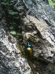 Yellow beetle sitting on a rock in triglav National Park in Slovenia. 