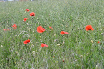 blossom-flower-plant-leaf-bud