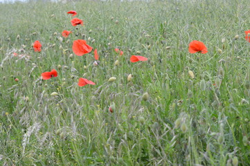blossom-flower-plant-leaf-bud