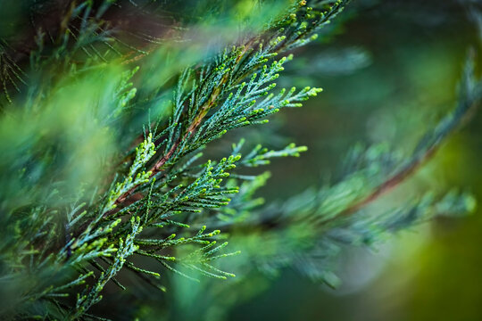 Close-up of green leaves of coniferous evergreen tree Cupressus sempervirens, the Mediterranean cypress. Selective focus.