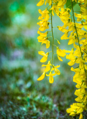 Flowers of blossoming Laburnum anagyroides or the common laburnum, golden chain or golden rain - bright yellow flowers on green garden background.