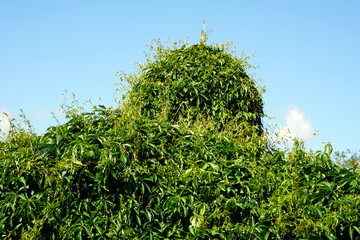 zugewachsenes Schornstein