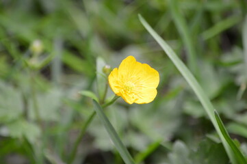 Naklejka premium blossom-flower-plant-leaf-bud